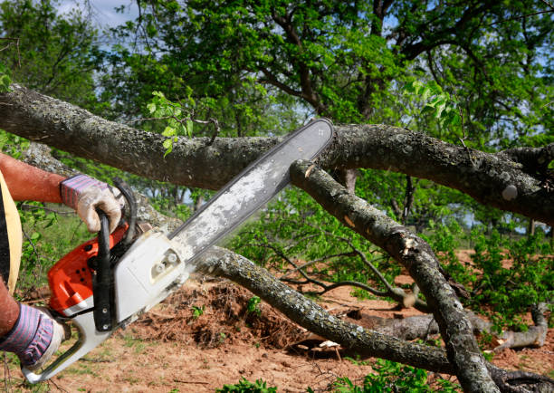 Professional Tree Services in Tolleson, AZ